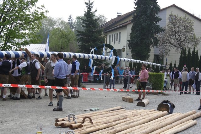 Maibaum 2013